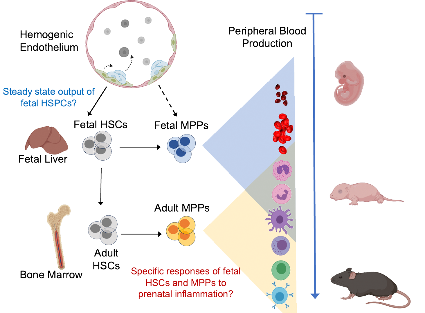 Schematic showing how prenatal inflammation programs ILC2s and drives lung dysfunction